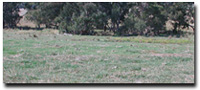 Photo: Flood Plain - Type 2 (Ovens River)