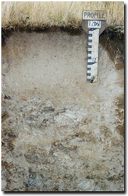 Photo: Kandosol in the Hume catchment - developed on granite parent material.
