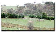 Photo: Low Hills Soil-Landform Unit - Hg1
