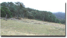 Photo: Low Hills Soil-Landform Unit - HSs1