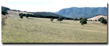 Photo: Low Hills Soil-Landform Unit - HSs3