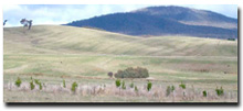 Photo: Low Hills Soil-Landform Unit - HSy2