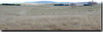 Photo: Low Hills LHG1 Soil Landform Unit 