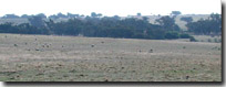Photo: Low Hills LHG2 Soil Landform Unit