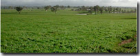 Photo: Low Hills LHSy3 Soil Landform Unit