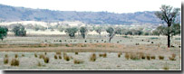 Photo: Low Hills LHSy4 Soil Landform Unit
