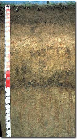 Photo: Site NE39 Profile
