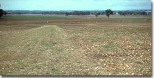 Photo: Site NE40 Landscape