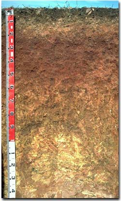 Photo: Site NE40 Profile