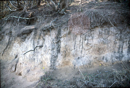 Soil profile in Cups landscape