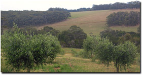 Photo: Rolling hills with Ferrosols near Main Ridge.