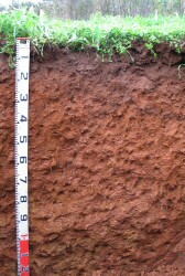 Red Ferrosol