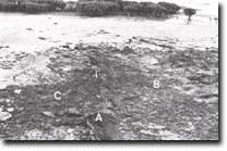 Image: Sites of Significance Westernport Bay