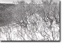 Image: Sites of Significance Westernport Bay