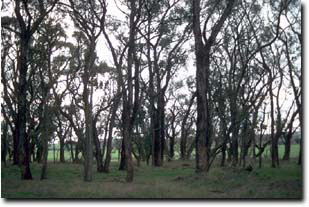 Photo: Site SG8 landscape