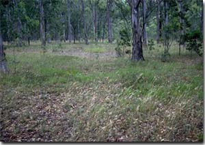 Photo: Briagalong Forest