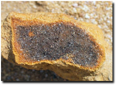 Photo: Example of coffee rock from Podosol near Providence Ponds.