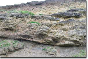 Photo: Cretaceous Sediments in road cutting