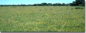 PHOTO: Soil site G4 landscape