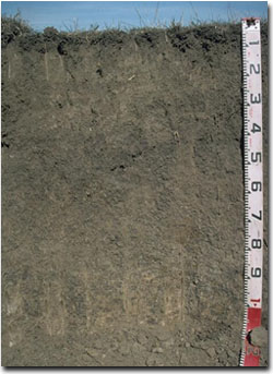 Photo: Site G62 Profile