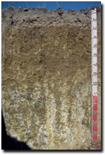 Photo: Site G78 Profile