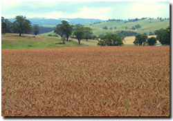 Photo: Rolling hills landscape near Lake Glenmaggie.
