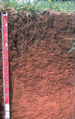 Photo: Site GP15 Soil Profile