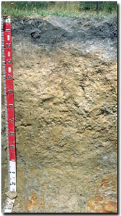 Photo: Site GP17 Soil Profile