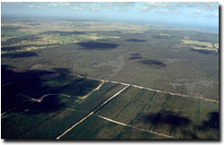 Photo: Looking east towards the coast over the Mullundung State Forest.