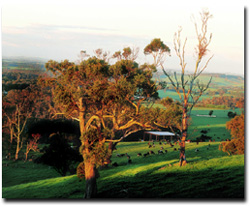 Photo: Farm in Southern Gippsland