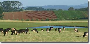 Photo:  Neerim Cropping and Grazing