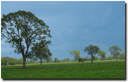 Photo: Remnant Eucalyptus tereticornis trees on Stratford mapping unit near Newry.