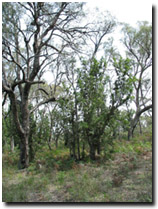 Photo: Example of vegetation in Perry mapping unit near Providence Ponds.
