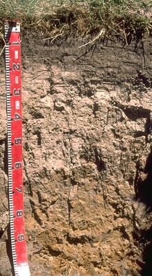 Photo: Soil Site SG11 Profile
