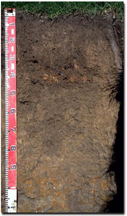 Photo: Site SG12, Profile Levels