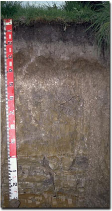 Photo: West Gippsland Soil Site SG3 Profile