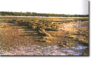 Image:  Marine and Coastal Parks Sites of Significance