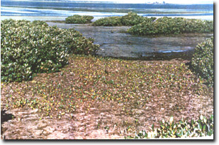 Image:  Marine and Coastal Parks Sites of Significance