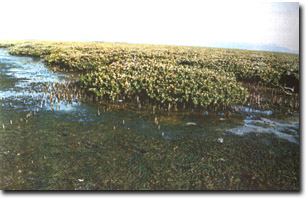 Image:  Marine and Coastal Parks Sites of Significance