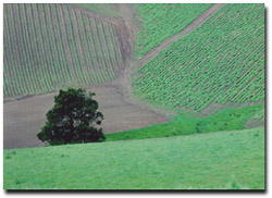 Photo: Snow peas on a steep slope near the Bass River