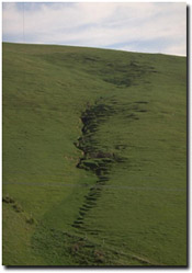 Photo: Tunnel erosion in Strzelecki's.
