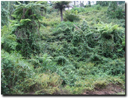 Photo: Banana passionfruit infestation along parts of the upper Tarra River area.