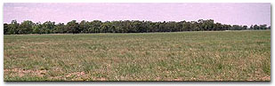 Photo: Flood plain of the Avoca River