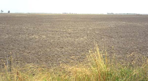 Image: IS17  Landscape