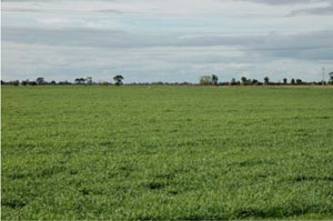 Image: IS22 Landscape