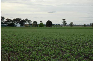 Image: IS25 Landscape