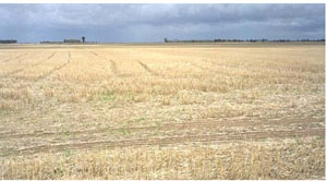 Image: IS5 landscape