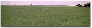Photo: Gently undulating plain near Gooroc
