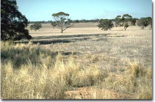 Image: LS4 Landscape
