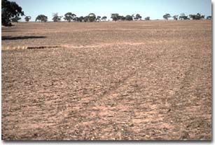 Image: LS5 Landscape